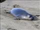 Northern Elephant Seal (Mirounga angustirostris)