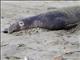 Northern Elephant Seal (Mirounga angustirostris)