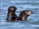 Sea Otter (Enhydra lutris)