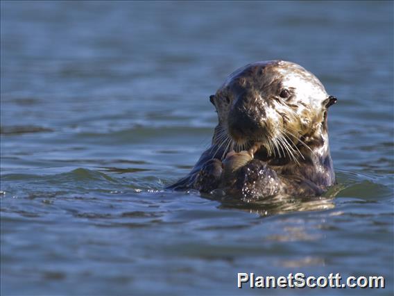 Sea Otter (Enhydra lutris)