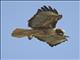 Red-tailed Hawk (Buteo jamaicensis)