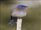 Western Bluebird (Sialia mexicana)