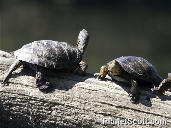 Western Pond Turtle (Emys marmorata)