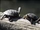 Western Pond Turtle (Emys marmorata)