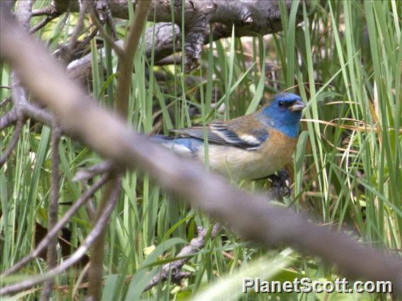 Lazuli Bunting (Passerina amoena)