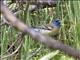 Lazuli Bunting (Passerina amoena)