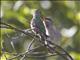 Annas Hummingbird (Calypte anna)