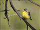 Lesser Goldfinch (Spinus psaltria)