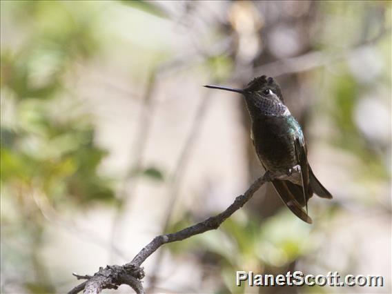 Rivoli's Hummingbird (Eugenes fulgens)