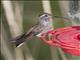 Blue-throated Hummingbird (Lampornis clemenciae)