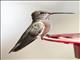 Broad-tailed Hummingbird (Selasphorus platycercus)