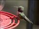 Broad-tailed Hummingbird (Selasphorus platycercus)