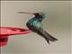 Broad-billed Hummingbird (Cynanthus latirostris)