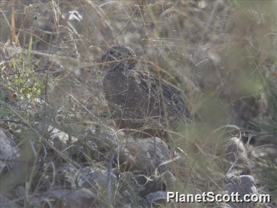 Montezuma Quail (Cyrtonyx montezumae)