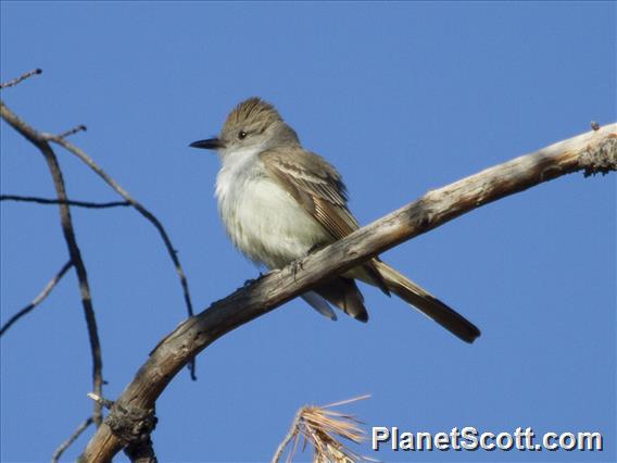 Ash-throated Flycatcher (Myiarchus cinerascens)