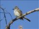 Ash-throated Flycatcher (Myiarchus cinerascens)