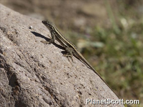 Striped Plateau Lizard (Sceloporus virgatus)