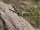 Striped Plateau Lizard (Sceloporus virgatus)