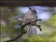 Plumbeous Vireo (Vireo plumbeus)