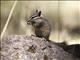 Cliff Chipmunk (Tamias dorsalis)