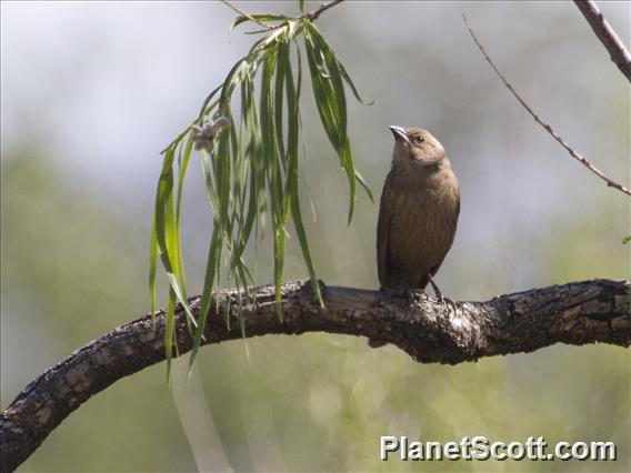 Brown-headed Cowbird (Molothrus ater)