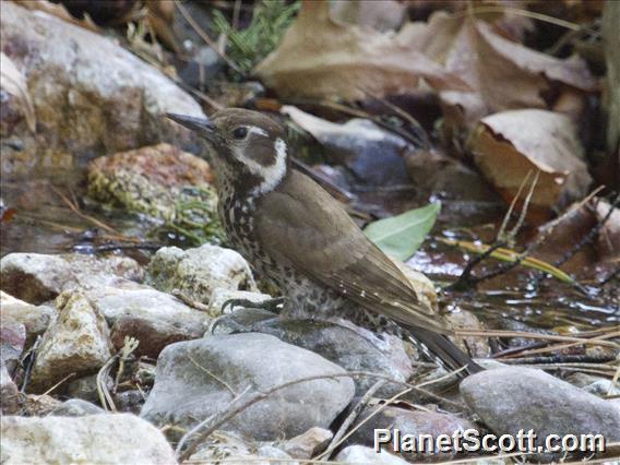 Arizona Woodpecker (Dryobates arizonae)