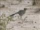 Greater Roadrunner (Geococcyx californianus)