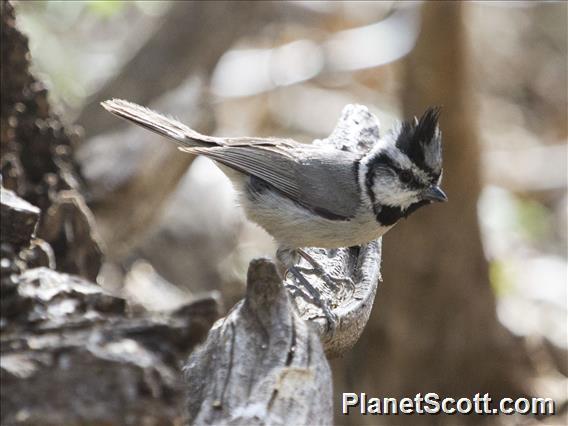 Bridled Titmouse (Baeolophus wollweberi)