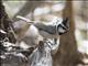 Bridled Titmouse (Baeolophus wollweberi)