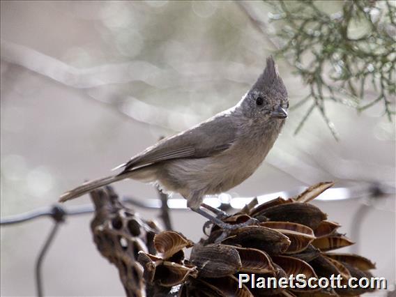 Juniper Titmouse (Baeolophus ridgwayi)