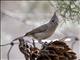 Juniper Titmouse (Baeolophus ridgwayi)