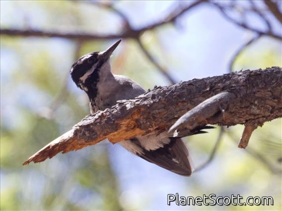 Hairy Woodpecker (Leuconotopicus villosus)