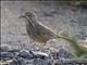 Curve-billed Thrasher (Toxostoma curvirostre)