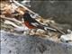 Painted Redstart (Myioborus pictus)