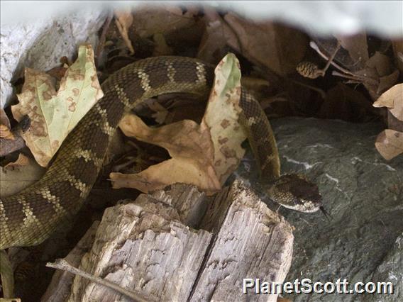 Western Rattlesnake (Crotalus oreganus)