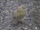 Orange-crowned Warbler (Oreothlypis celata)