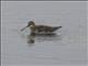 Red-necked Phalarope (Phalaropus lobatus)