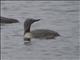 Red-throated Loon (Gavia stellata) - Breeding