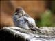 Redpoll (Acanthis flammea)