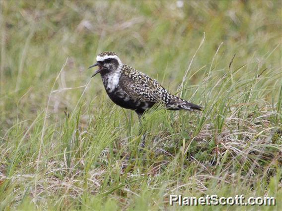 Pacific Golden-Plover (Pluvialis fulva)