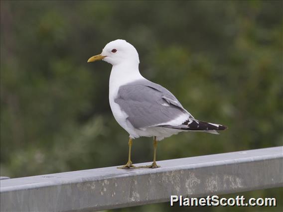 Short-billed Gull (Larus brachyrhynchus)