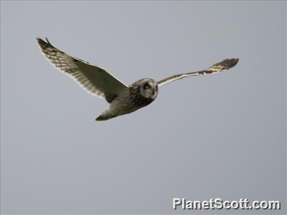 Short-eared Owl (Asio flammeus)