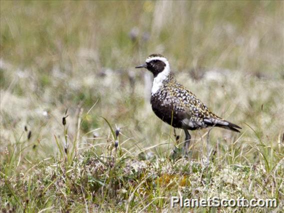 American Golden-Plover (Pluvialis dominica)