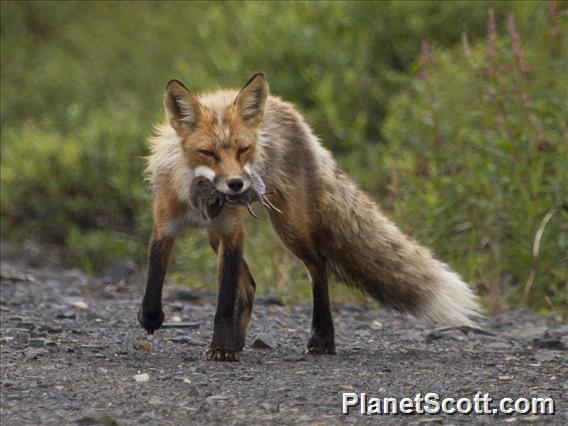 Red Fox (Vulpes vulpes)