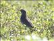 Gray-cheeked Thrush (Catharus minimus)