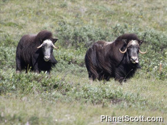 Muskox (Ovibos moschatus)