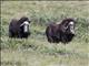 Muskox (Ovibos moschatus)