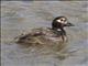 Long-tailed Duck (Clangula hyemalis)