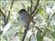 Golden-crowned Sparrow (Zonotrichia atricapilla)