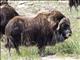 Muskox (Ovibos moschatus) - Magnificent